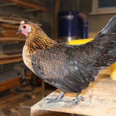 Hollandse Kriel Patrijs Hen