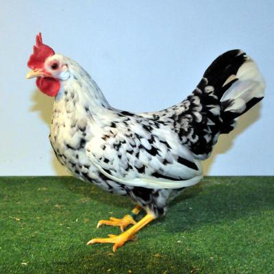 Leghorn