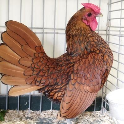 Sebright Goud Zwartgezoomd