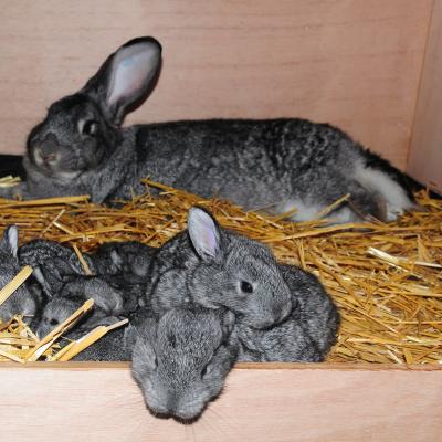 Groot Chinchilla Met Jongen
