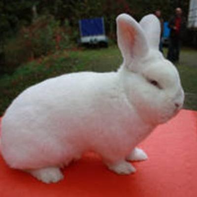 Witte Nieuw Zeelander